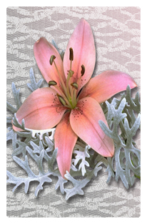 DF35T 023 Pink Lily